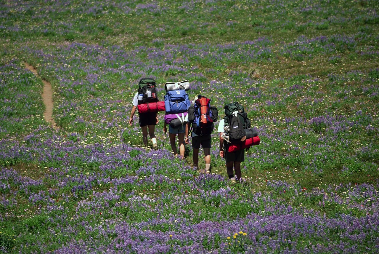 Backpackers hiking along a forest trail in the Willamette National Forest.