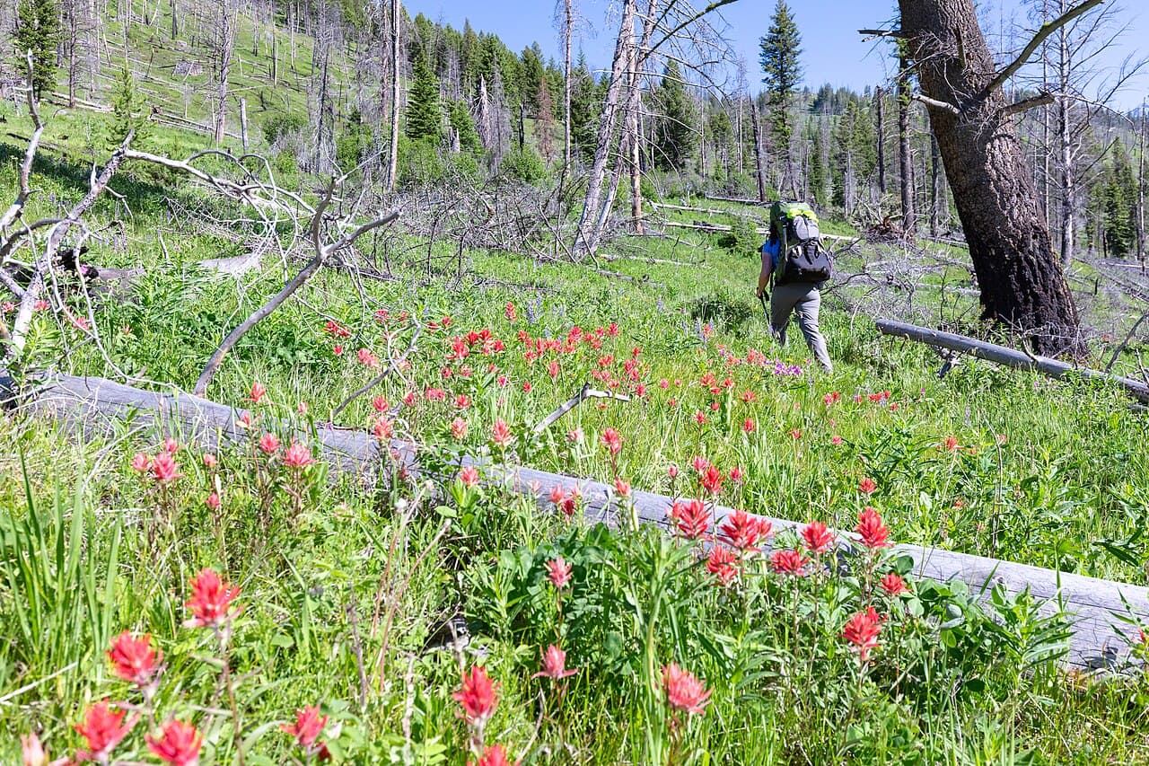 A backpacker hiking the Hellroaring Creek Trail through a mountain wilderness.